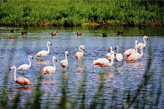 Lagunas de Mejías